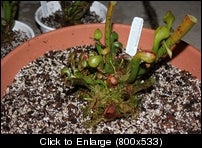 darlingtonia.JPG