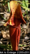 IMG0327.jpg